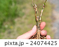 刈り取り後に残った茎から枝分かれして伸び続けるセイタカアワダチソウと長く伸びた根っこ04 24074425