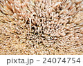 藁 24074754