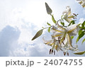 空と花 24074755