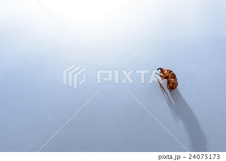 セミの抜け殻 24075173