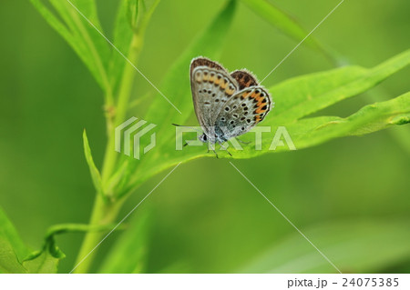 ヒメシジミ② ヒメシジミ② 24075385
