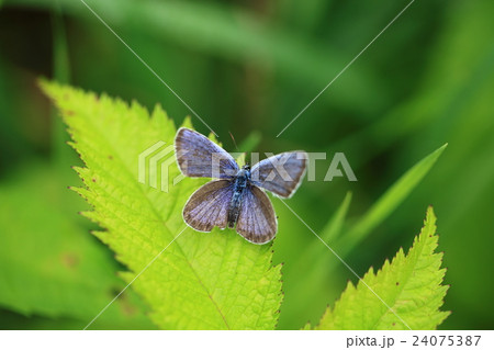 ヒメシジミ④ 24075387