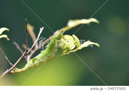 オオムラサキの幼虫の写真素材