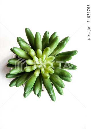 Flat Lay artificial cactus on white background Flat Lay artificial cactus on white background 24075768
