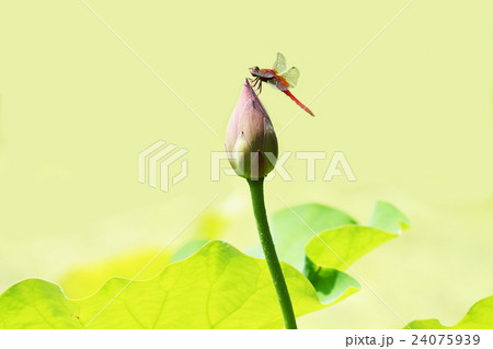蓮と蜻蛉 24075939