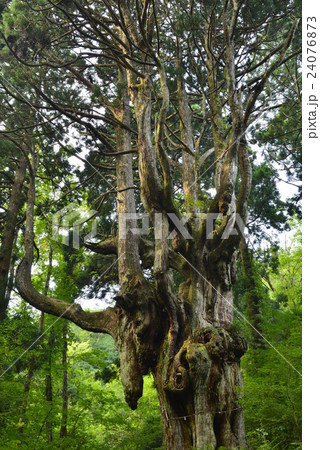 【隠岐】岩倉の乳房杉 【隠岐】岩倉の乳房杉 24076873