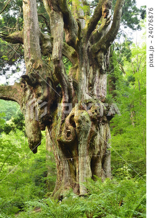 【隠岐】岩倉の乳房杉 24076876