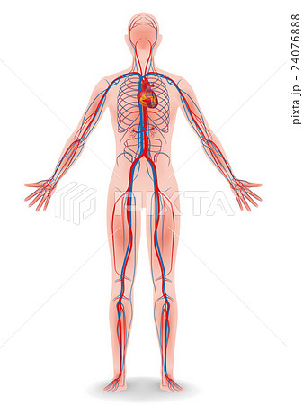 人体モデルと血管の構造図のイラスト素材