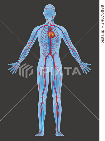 人体モデルと血管の構造図のイラスト素材