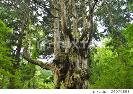 【隠岐】岩倉の乳房杉 24076893