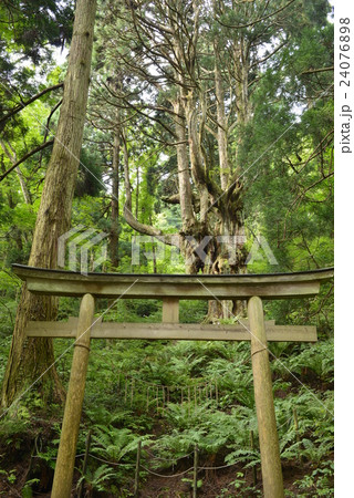 【隠岐】岩倉の乳房杉 【隠岐】岩倉の乳房杉 24076898