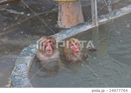 函館市熱帯植物園の温泉猿の写真素材