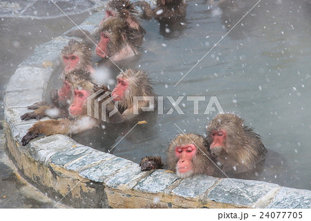 函館市熱帯植物園の温泉猿 24077705