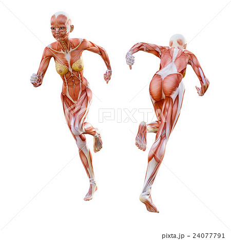 走る女性 筋肉標本 人体標本 Perming3dcg イラスト素材のイラスト素材