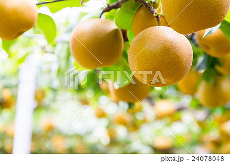 出荷前の梨 木に生っている梨 秋の味覚 果物 フルーツ 日本の梨 たくさん 出荷前の梨 木に生っている梨 秋の味覚 果物 フルーツ 日本の梨 たくさん 24078048