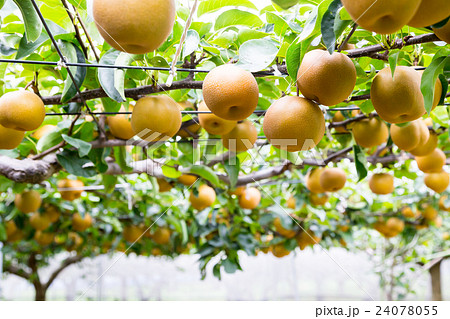 出荷前の梨 木に生っている梨 秋の味覚 果物 フルーツ 日本の梨 たくさんの写真素材