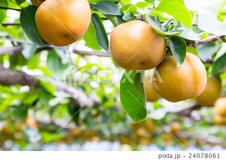 出荷前の梨　木に生っている梨　秋の味覚　果物　フルーツ　日本の梨　たくさん 24078061