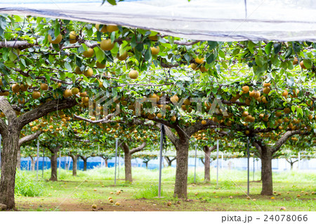 出荷前の梨　木に生っている梨　秋の味覚　果物　フルーツ　日本の梨　たくさん 24078066