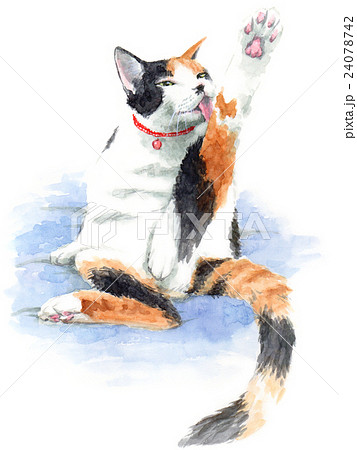 毛づくろいをする三毛猫のイラスト素材