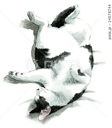 あおむけに寝る白黒ブチ猫 24078744
