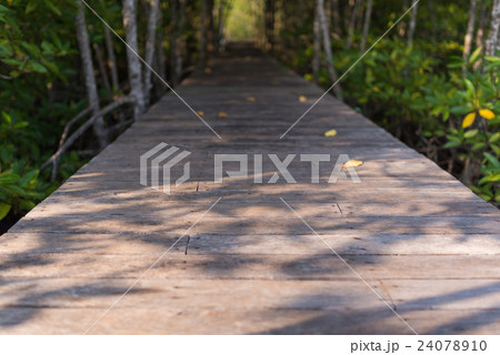 Wooden foot path through the forest 24078910