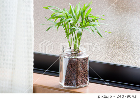 空瓶でハイドロカルチャー 24079043