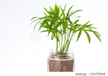 空瓶でハイドロカルチャー 24079046