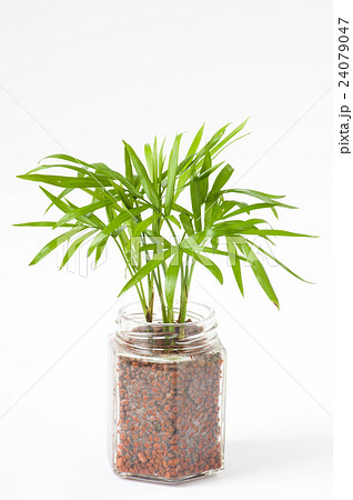 空瓶でハイドロカルチャー 空瓶でハイドロカルチャー 24079047