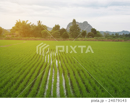 Green rice plant in the paddy fields. 24079143