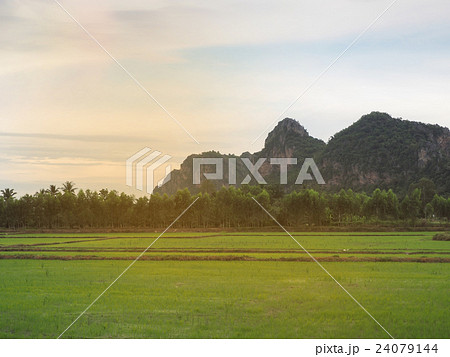 Green rice plant in the paddy fields. Green rice plant in the paddy fields. 24079144