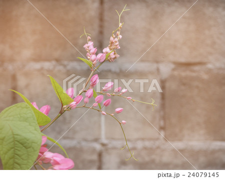 Mexican coral vine flowers and blur background. Mexican coral vine flowers and blur background. 24079145