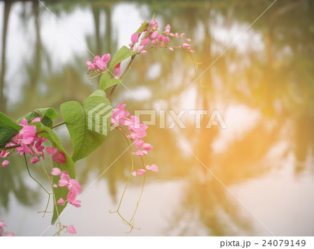 Mexican coral vine flowers and blur background. Mexican coral vine flowers and blur background. 24079149