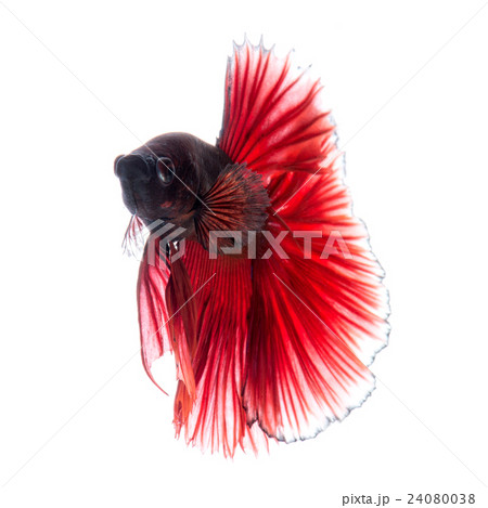 Red betta fish on white background 24080038