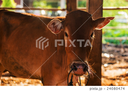 Brown cow in the shed with rim light Brown cow in the shed with rim light 24080474