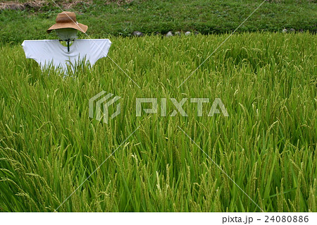 稲穂０２ 24080886