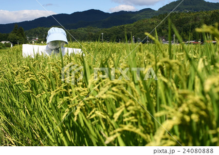 稲穂０４ 24080888