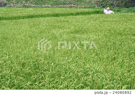 稲穂０８ 24080892