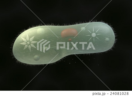 model biological micro organism paramecium 24081028