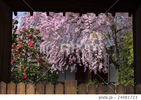 京都の街角、寺院の山門を額縁に枝垂桜と椿の眺め 24081723