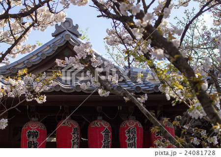 雨宝院、満開の桜と赤提灯 雨宝院、満開の桜と赤提灯 24081728