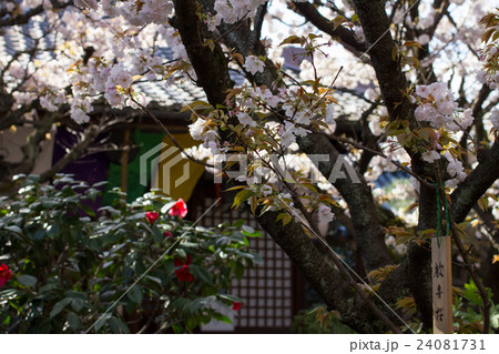雨宝院、観音堂と満開の歓喜桜の枝振り 雨宝院、観音堂と満開の歓喜桜の枝振り 24081731