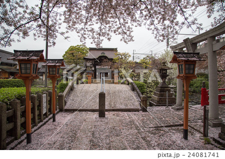 桜満開の六孫王神社、太鼓橋の向こうに唐門 桜満開の六孫王神社、太鼓橋の向こうに唐門 24081741