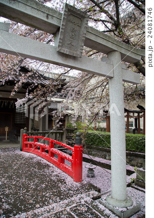 六孫王神社、摂末社・誕生水弁財天社、鳥居と朱塗りの欄干に桜吹雪 24081746