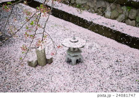 六孫王神社、摂末社・誕生水弁財天社、空堀に降り敷く桜吹雪 24081747