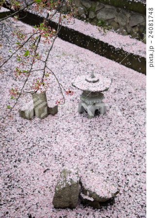 六孫王神社、摂末社・誕生水弁財天社、空堀に降り敷く桜吹雪 六孫王神社、摂末社・誕生水弁財天社、空堀に降り敷く桜吹雪 24081748