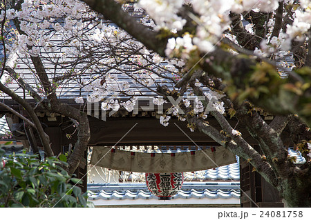 満開の歓喜桜、雨宝院境内より山門を振り返る 24081758