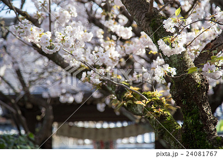 雨宝院、満開の歓喜桜と苔生す枝振り 雨宝院、満開の歓喜桜と苔生す枝振り 24081767
