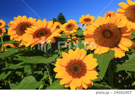 ひまわり547 24082007