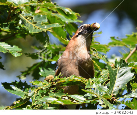ドングリ大好き？ミヤマカケス 24082042