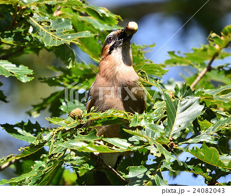 ドングリ大好き？ミヤマカケス 24082043